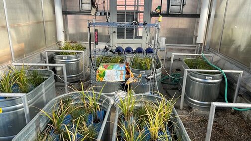 wetland mesocosms